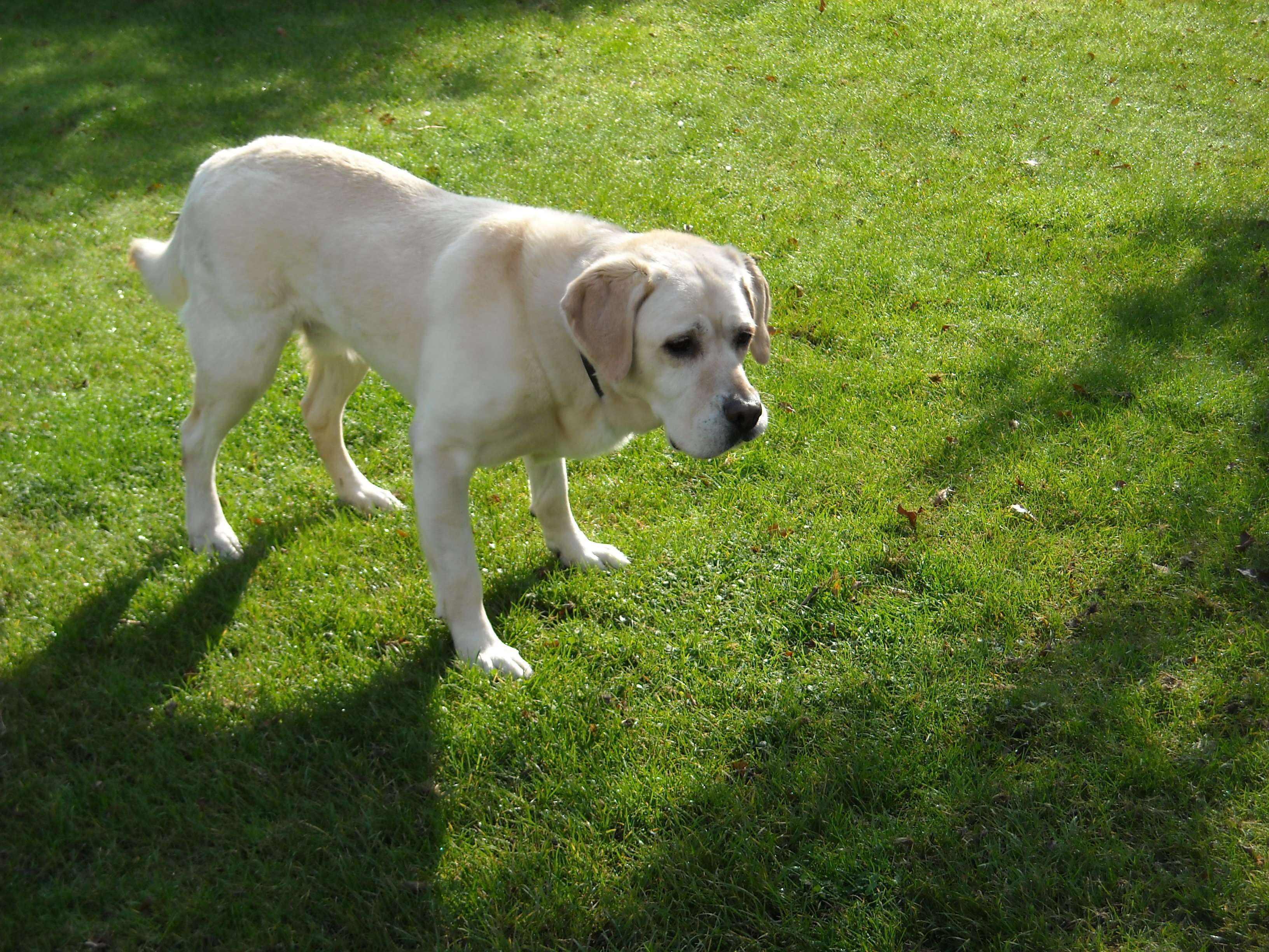 Wir freuen uns, dass sich unser Hund wieder wohler in seiner Haut fühlt